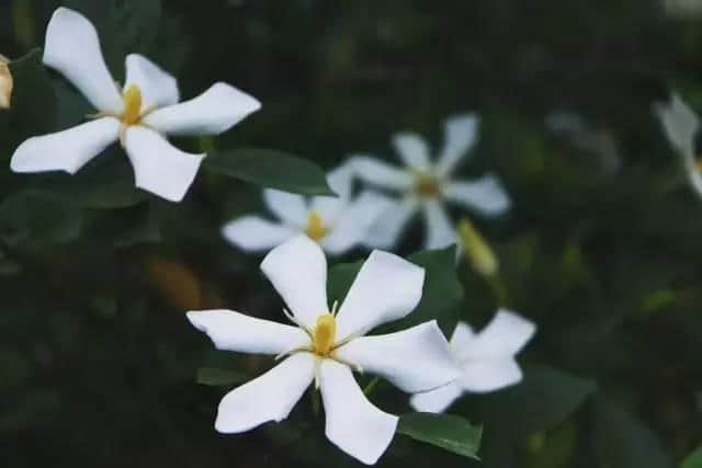 连州这个地方不要太火！栀子花开成海，美景、美食、民俗一个不落