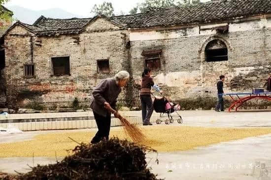 连州这个地方不要太火！栀子花开成海，美景、美食、民俗一个不落