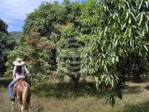 太平洋边，热带风情；Hola，这里是哥斯达黎加｜居外精选