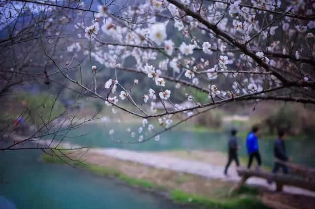 出发｜荔波梅花节下周开幕，这份游玩大攻略，拿走不谢