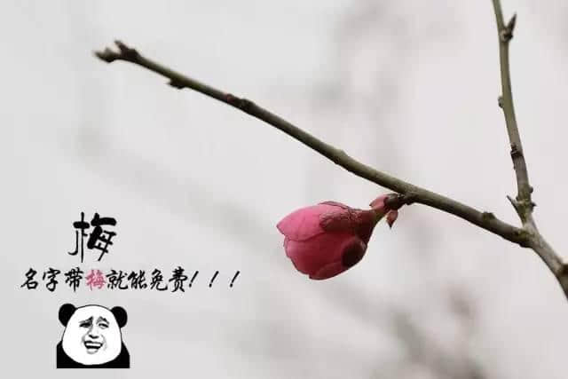 出发｜荔波梅花节下周开幕，这份游玩大攻略，拿走不谢