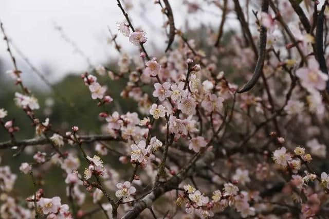 出发｜荔波梅花节下周开幕，这份游玩大攻略，拿走不谢