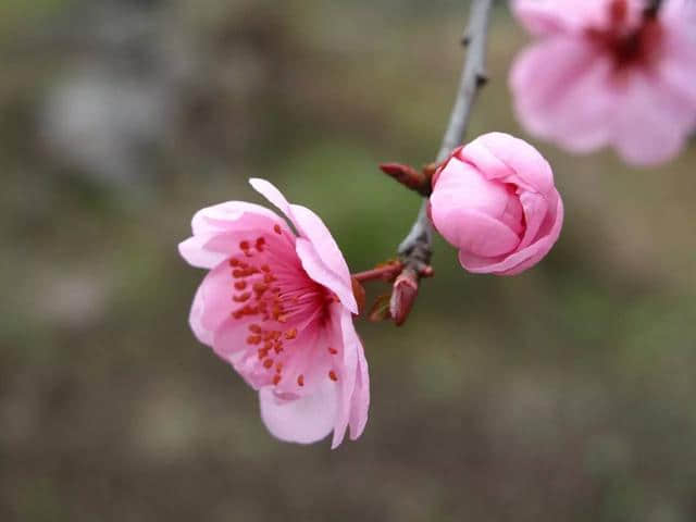 出发｜荔波梅花节下周开幕，这份游玩大攻略，拿走不谢