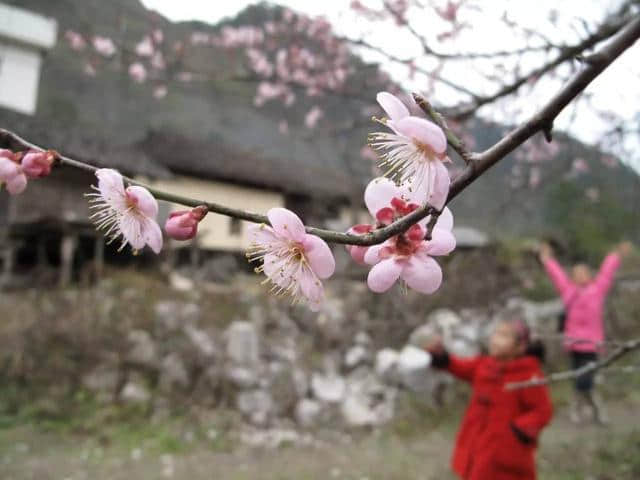 出发｜荔波梅花节下周开幕，这份游玩大攻略，拿走不谢