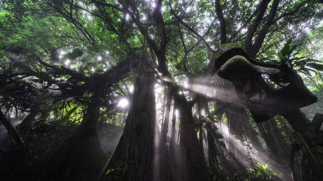 闹市里的仙踪密林，树屋、恐龙、彩虹…深圳青青世界1大1小仅29.9