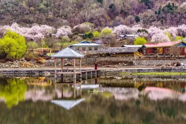 西藏林芝桃花节攻略：出行方式多种多样，一起出发吧