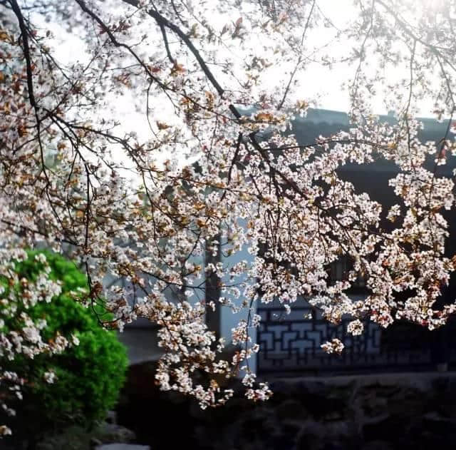 最美人间四月天，这才是清明节最值得去旅行的地方