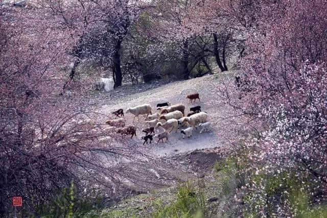 最美人间四月天，这才是清明节最值得去旅行的地方