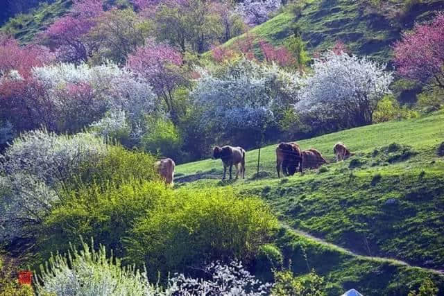 最美人间四月天，这才是清明节最值得去旅行的地方