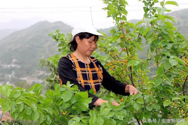 安康这的樱桃熟了，赶快约起来！（内附出行攻略）