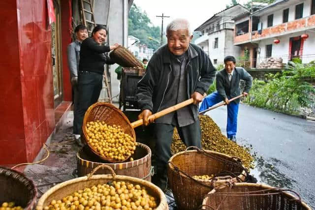 听说，临安人明天要去捡“黄金”！