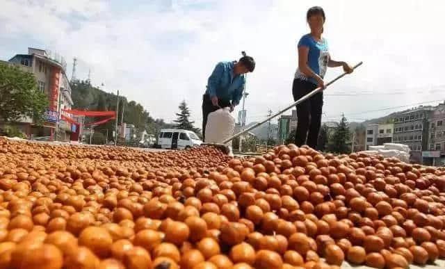 听说，临安人明天要去捡“黄金”！