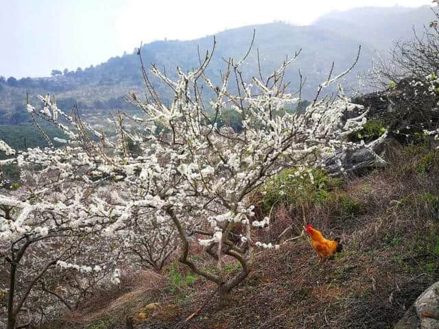 就在梧州周边，这个地方一片“白雪皑皑”，美翻了！