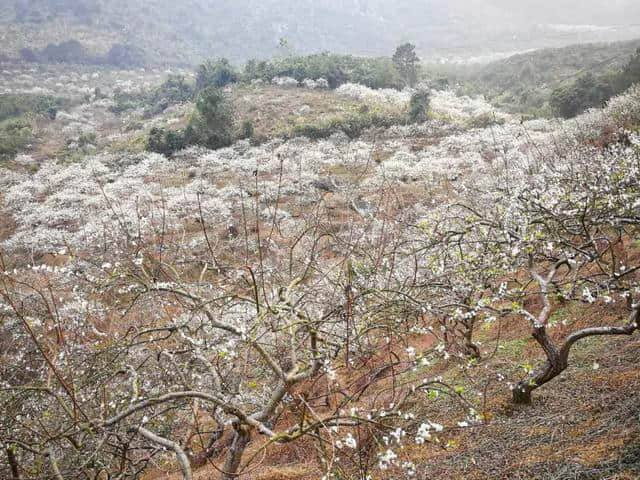 就在梧州周边，这个地方一片“白雪皑皑”，美翻了！