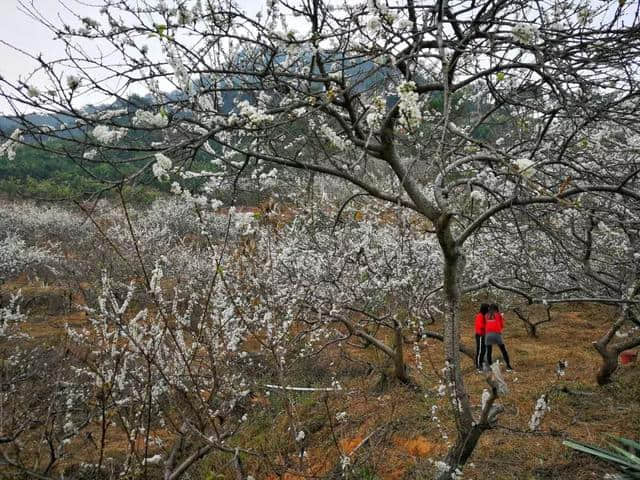 就在梧州周边，这个地方一片“白雪皑皑”，美翻了！