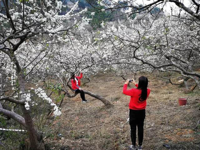 就在梧州周边，这个地方一片“白雪皑皑”，美翻了！