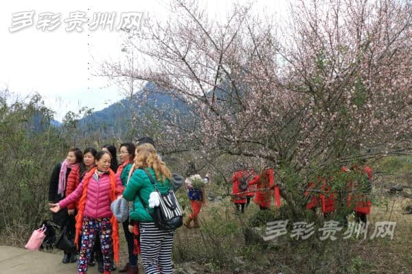 荔波旅游开年戏 梅花报春引客来