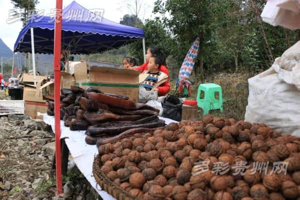 荔波旅游开年戏 梅花报春引客来