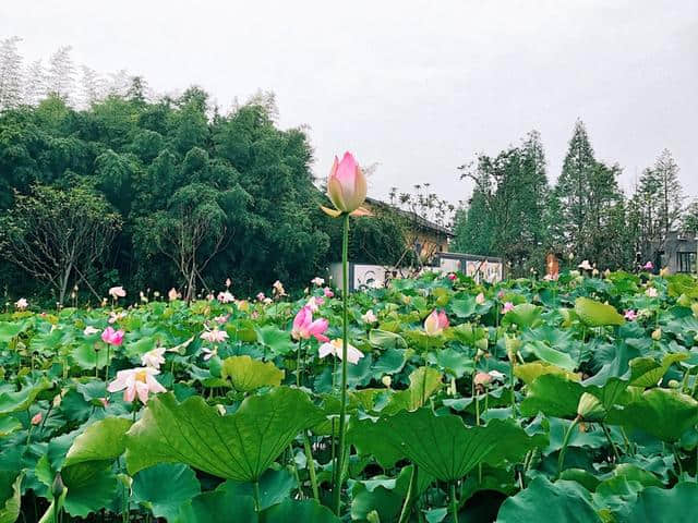 看起来像迪士尼的安吉鲁家村 每个家庭农场都是景点