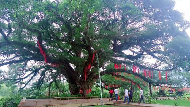 在梧州，还有这样一个4A级景区，也许你还不知道！