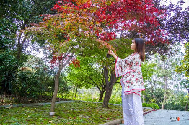 11月旅游景点排行九寨沟跌出前百，武汉两处景点成黑马进入前十