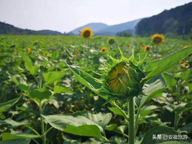 美翻了！这里竟藏有一片免费的向日葵花海，赶紧来打卡