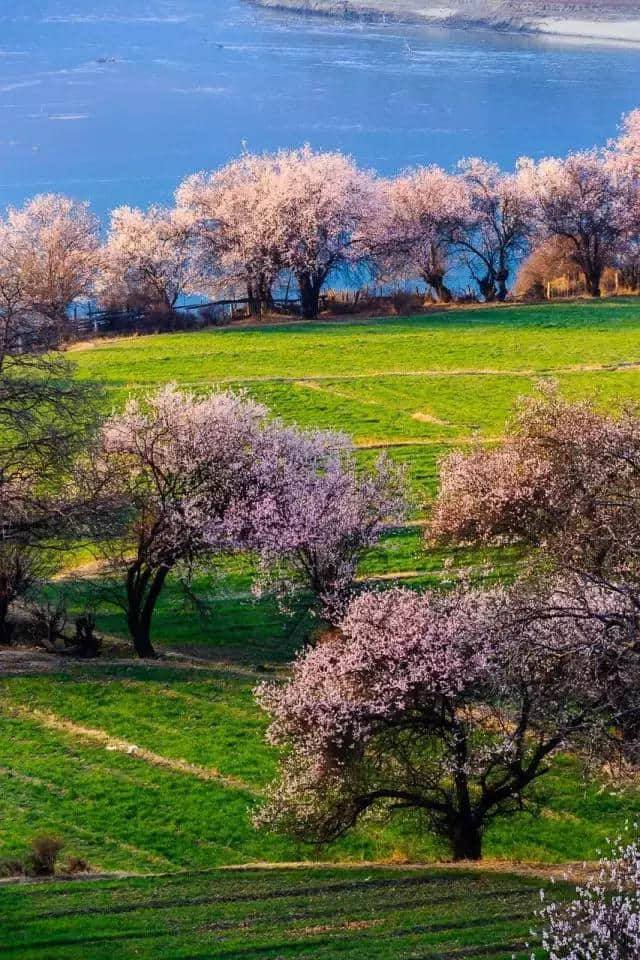 西藏林芝，桃花之外，还有这么大牌景点