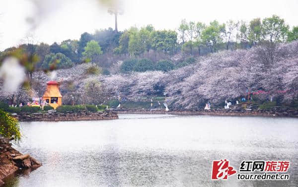 莫负春光 清明假期湖南踏春游玩好去处推荐