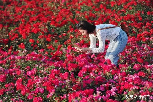 六月祥和庄园花海游玩及购票攻略