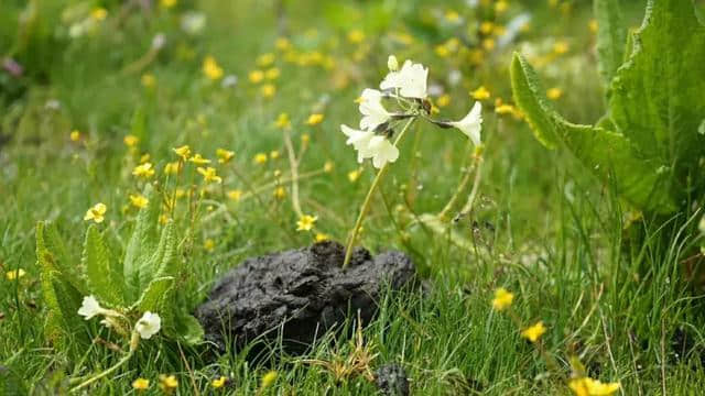 最美林芝小江南