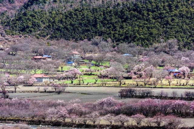 抓紧最后2个月，西藏景点全免费+酒店半价+林芝桃花节