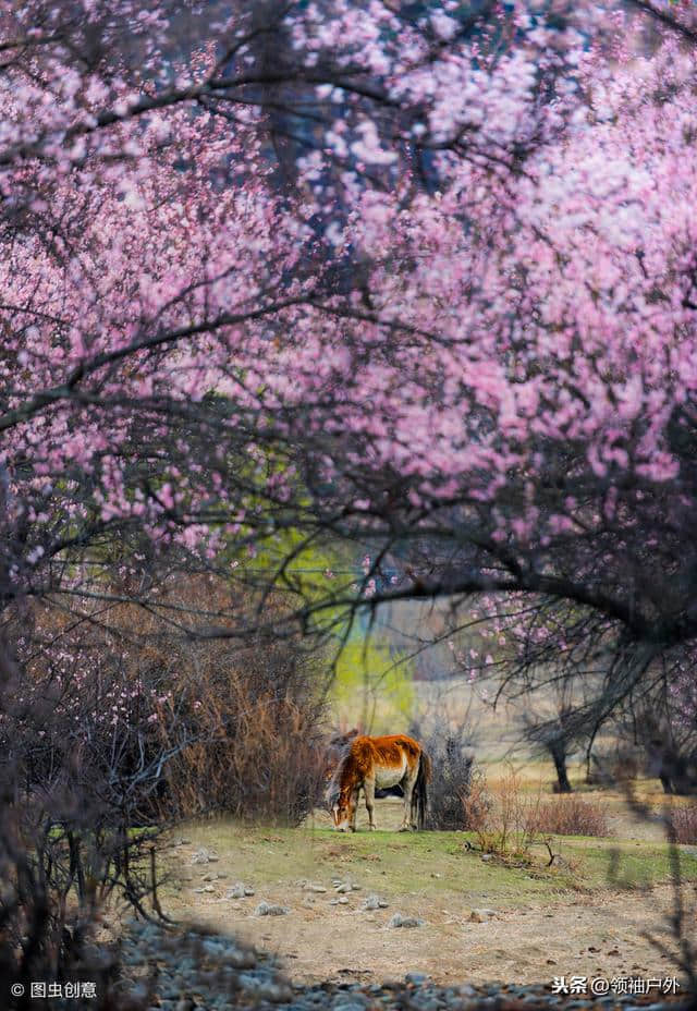 2019年林芝桃花节日期是几号？