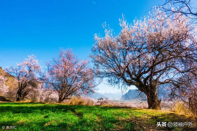 2019年林芝桃花节日期是几号？