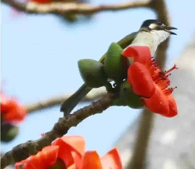 【旅行攻略】木棉花开迎春来，海南赏木棉花的地方有哪些？