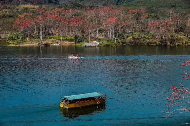 【旅行攻略】木棉花开迎春来，海南赏木棉花的地方有哪些？