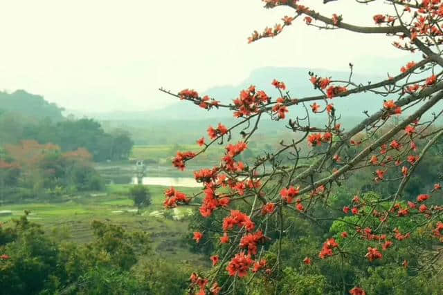 【旅行攻略】木棉花开迎春来，海南赏木棉花的地方有哪些？