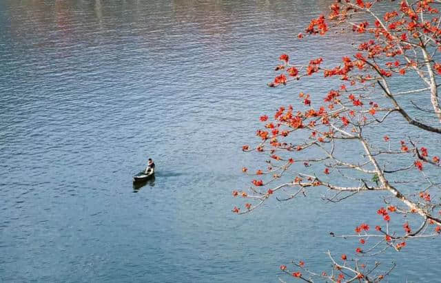 【旅行攻略】木棉花开迎春来，海南赏木棉花的地方有哪些？