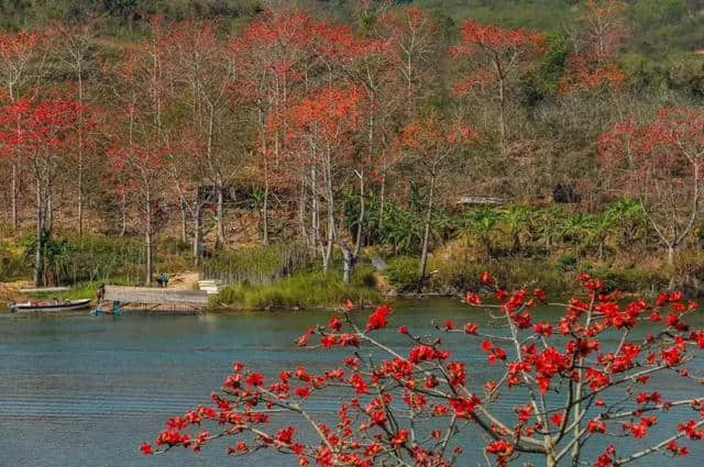 【旅行攻略】木棉花开迎春来，海南赏木棉花的地方有哪些？