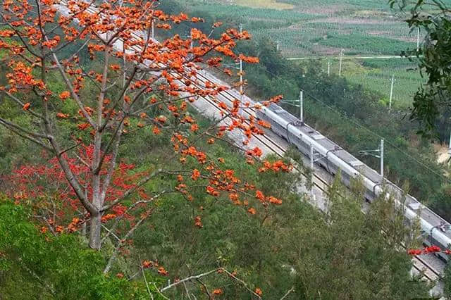 【旅行攻略】木棉花开迎春来，海南赏木棉花的地方有哪些？