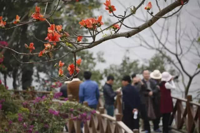 【旅行攻略】木棉花开迎春来，海南赏木棉花的地方有哪些？