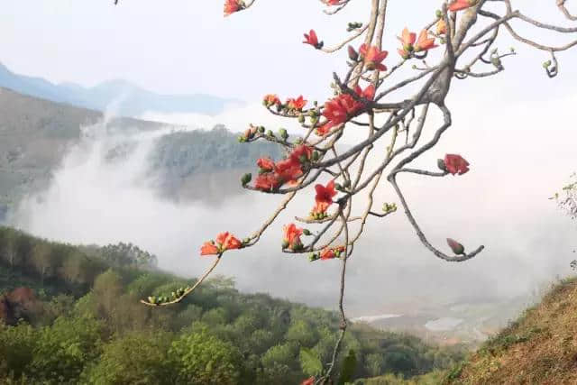 【旅行攻略】木棉花开迎春来，海南赏木棉花的地方有哪些？