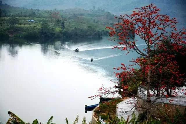 【旅行攻略】木棉花开迎春来，海南赏木棉花的地方有哪些？