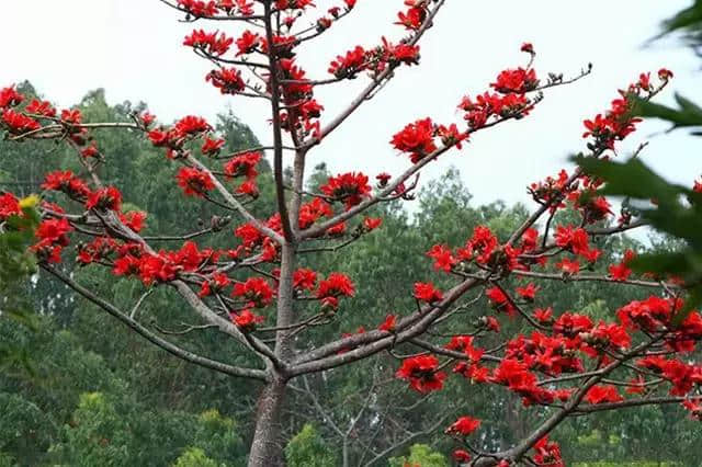 【旅行攻略】木棉花开迎春来，海南赏木棉花的地方有哪些？