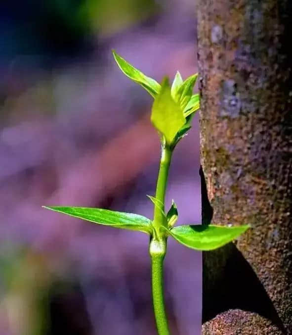 【旅行攻略】木棉花开迎春来，海南赏木棉花的地方有哪些？