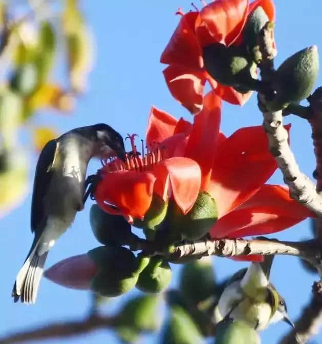 【旅行攻略】木棉花开迎春来，海南赏木棉花的地方有哪些？