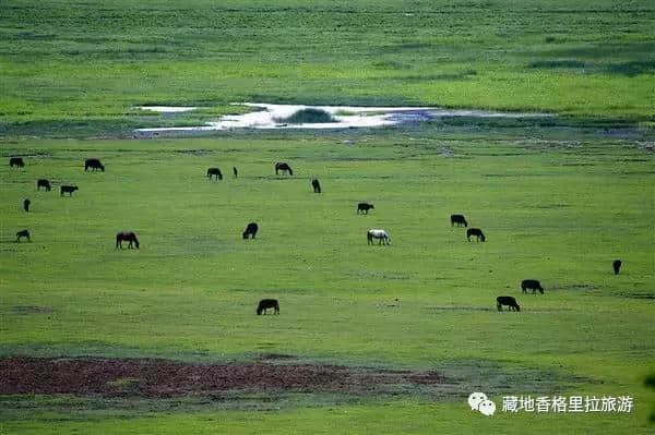 香格里拉10大必游景点“老司机”都去过，你走过几个？