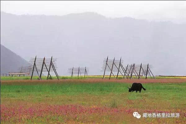 香格里拉10大必游景点“老司机”都去过，你走过几个？