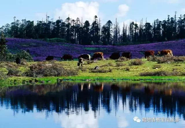 香格里拉10大必游景点“老司机”都去过，你走过几个？