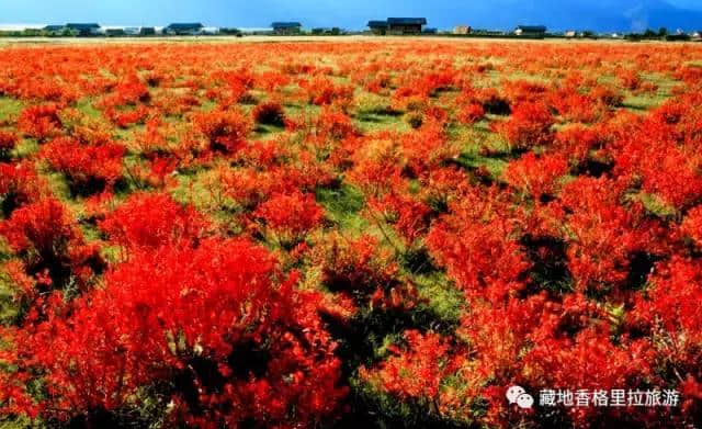 香格里拉10大必游景点“老司机”都去过，你走过几个？