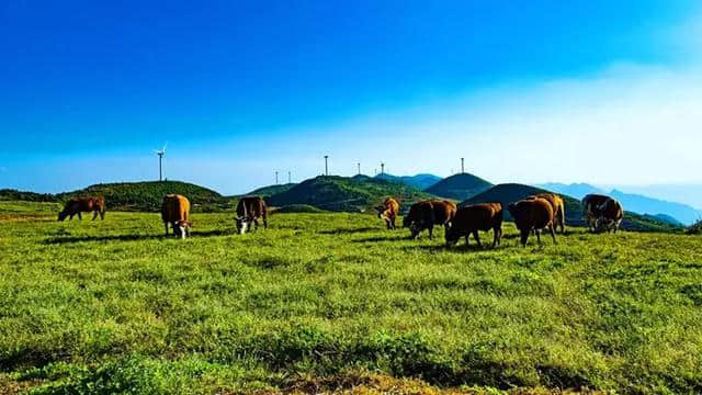 去利川旅游的八个好去处